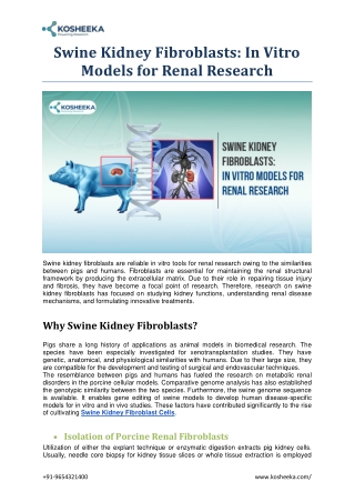 Swine Kidney Fibroblasts: In Vitro Models for Renal Research