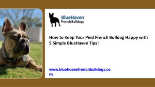 How to Keep Your Pied French Bulldog Happy with 5 Simple BlueHaven Tips!