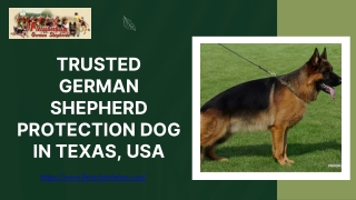 Trusted German Shepherd Protection Dog in Texas, USA