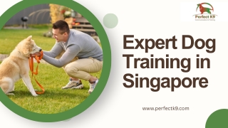 Expert Dog Training in Singapore