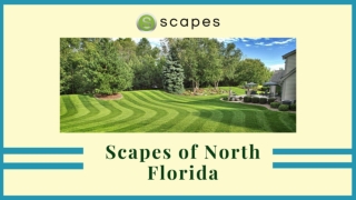 Scapes of North Florida