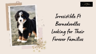 Choosing an F1 Bernedoodle Puppy: Tips for Finding the Perfect Companion