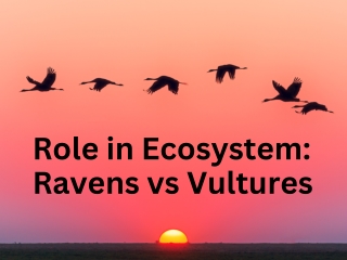 Role in Ecosystem Ravens vs Vultures