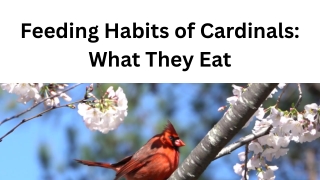 Feeding Habits of Cardinals What They Eat