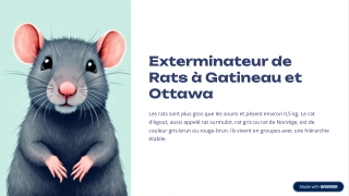 Exterminateur de rat à Gatineau et Ottawa