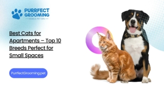 Best Cats for Apartments – Top 10 Breeds Perfect for Small Spaces