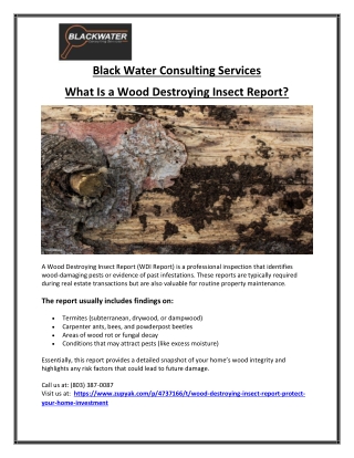 Reliable Wood Infestation Report Expert Near You