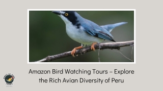 Amazon Bird Watching Tours – Explore the Rich Avian Diversity of Peru