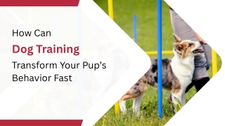 Master Pet Obedience with Simple Steps