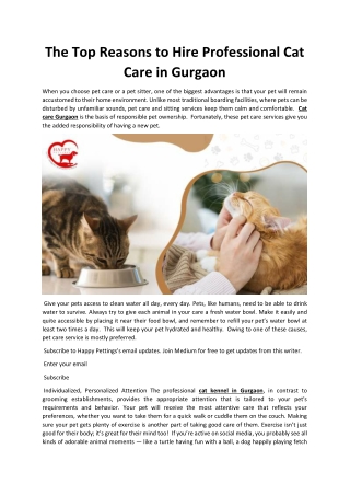 The Top Reasons to Hire Professional Cat Care in Gurgaon