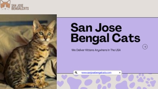 Top Registered Bengal Cat Breeders in California | San Jose Bengal Cats