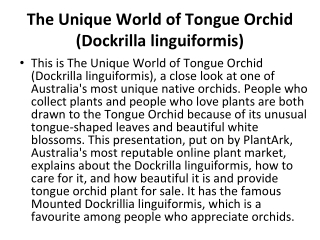 The Unique World of Tongue Orchid (Dockrilla linguiformis)