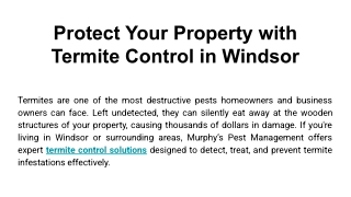Protect Your Property with Termite Control in Windsor