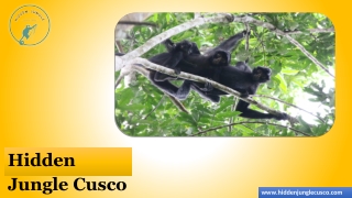 Hidden Jungle Cusco