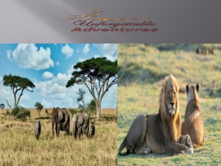 Serengeti Safari Tour