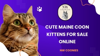 Healthy Maine Coon Kittens for Sale Online