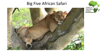 Big Five African Safari