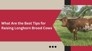 Resilient Range Cattle With Trusted Performance