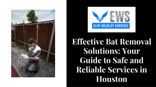 Effective Bat Removal Solutions Your Guide to Safe and Reliable Services in Houston