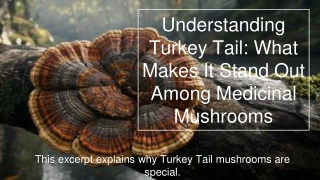 Understanding Turkey Tail_ What Makes It Stand Out Among Medicinal Mushrooms