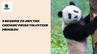 3 Reasons to Join the Chengdu Panda Volunteer Program