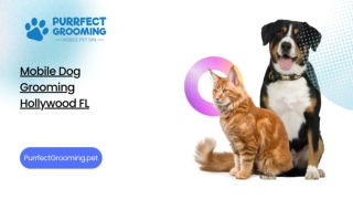Mobile Dog Grooming Hollywood FL