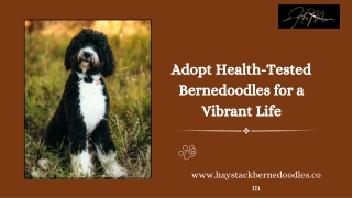 Choosing the Right Bernese Mountain Dog Puppy for Your Home