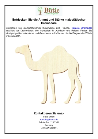 Entdecken Sie die Anmut und Stärke majestätischer Dromedare
