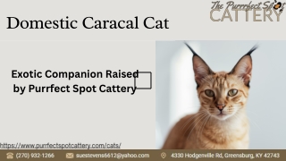 Domestic Caracal Cat