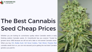 Discover the Best Cannabis Seed Cheap Prices with Dr. Green Thumb Seeds