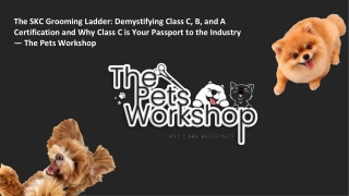 The SKC Grooming Ladder Demystifying Class C, B, and A Certification and Why Class C is Your Passport to the Industry —