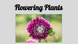 Flowering Plants (2)