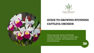 Guide to Growing Stunning Cattleya Orchids