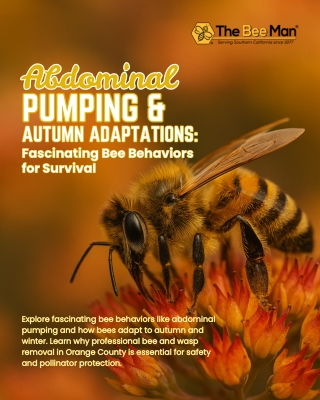 Abdominal Pumping and Autumn Adaptations Fascinating Bee Behaviors for Survival
