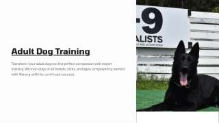 Adult-Dog-Training