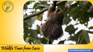 Wildlife Tours from Cusco