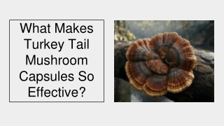 What Makes Turkey Tail Mushroom Capsules So Effective