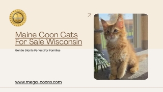 Maine Coon Cats For Sale Wisconsin: Gentle Giants Perfect For Families
