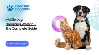 Mobile Dog Grooming Weston – The Complete Guide