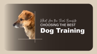 Professional Pet Obedience Made Simple