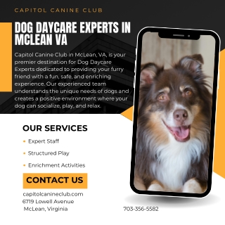 Dog Daycare Experts in McLean VA  Capitol Canine Club