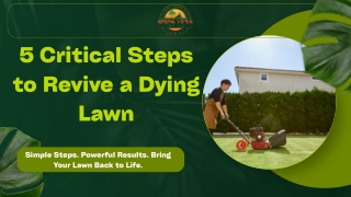 5 Critical Steps to Revive a Dying Lawn
