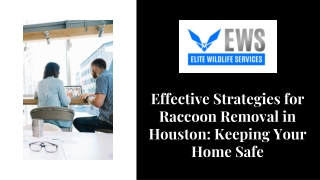 Effective Strategies for Raccoon Removal in Houston Keeping Your Home Safe
