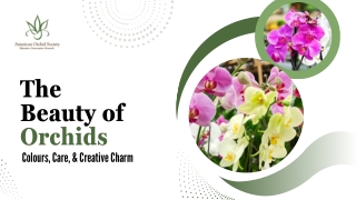 The Beauty of Orchids Colours, Care, and Creative Charm