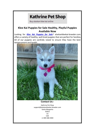 Klee Kai Puppies for Sale Healthy, Playful Puppies Available Now