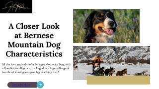 Bernese Mountain Dog Puppy Essentials: Care, Training, and Temperament