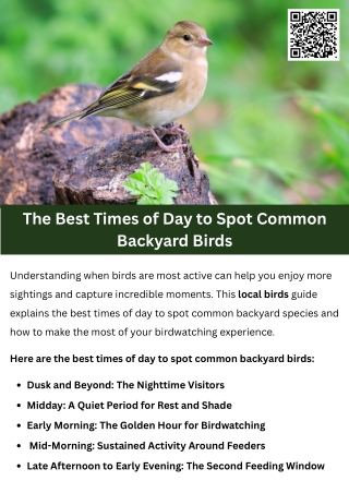 The Best Times of Day to Spot Common Backyard Birds