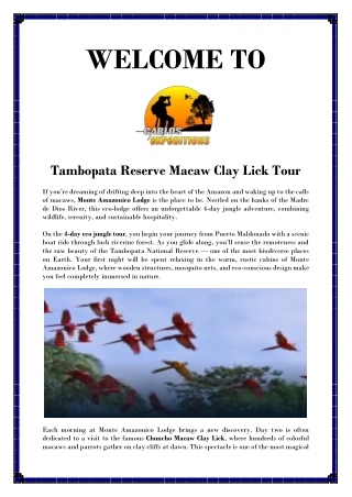 Tambopata Reserve Macaw Clay Lick Tour