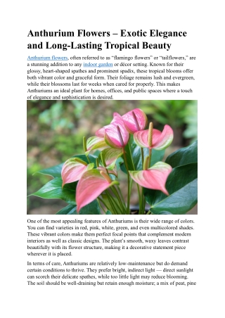 Exotic Anthurium Flowers for Elegant Indoor Décor