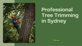 Professional Tree Trimming in Sydney to Enhance Safety and Landscape Appeal